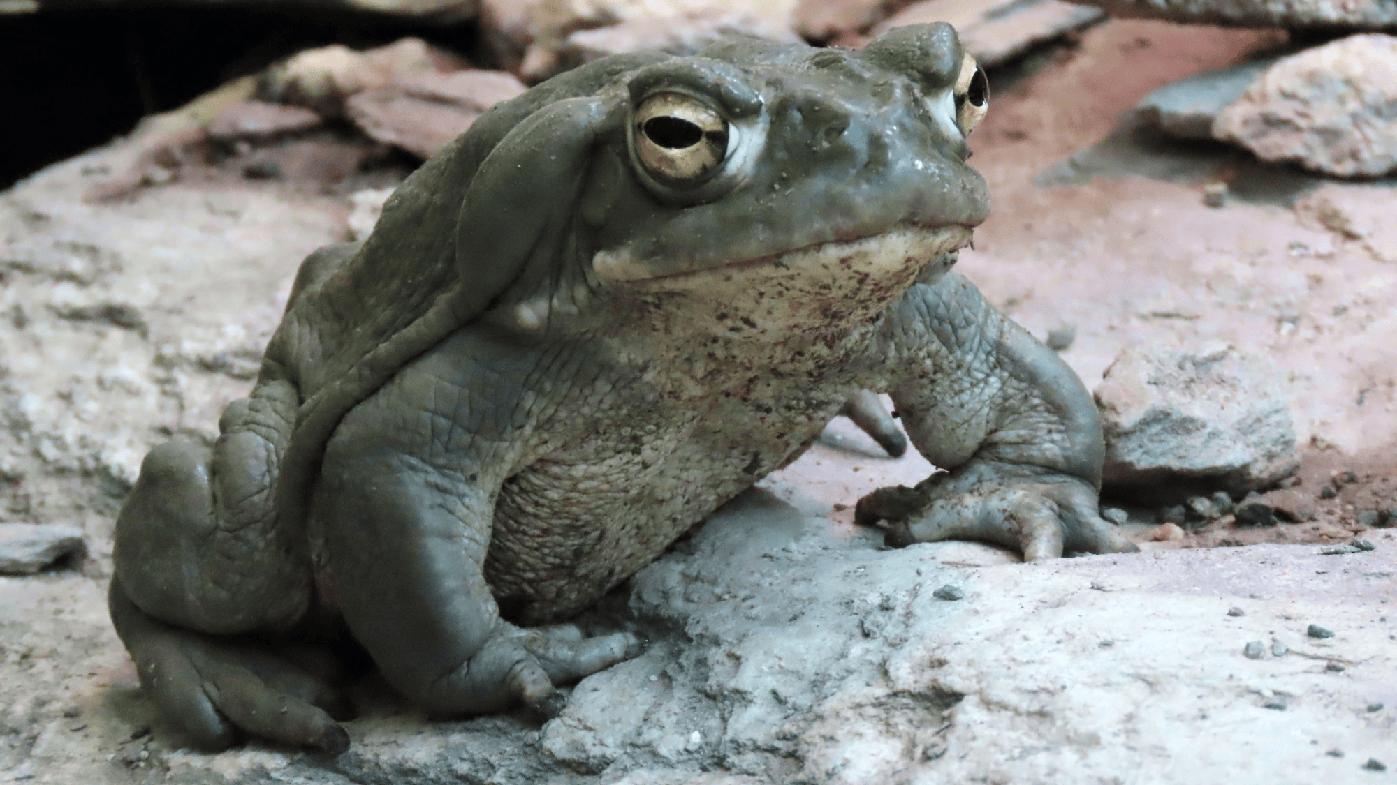 a large green toad on a rock