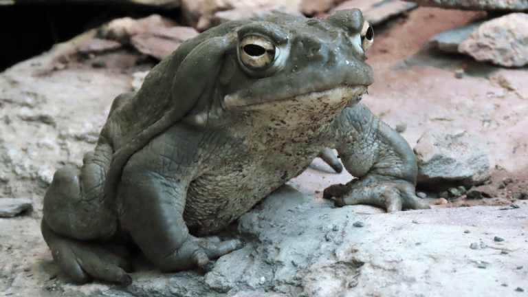a large green toad on a rock