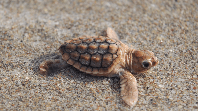 a sea turtle hatchling with an orange hue