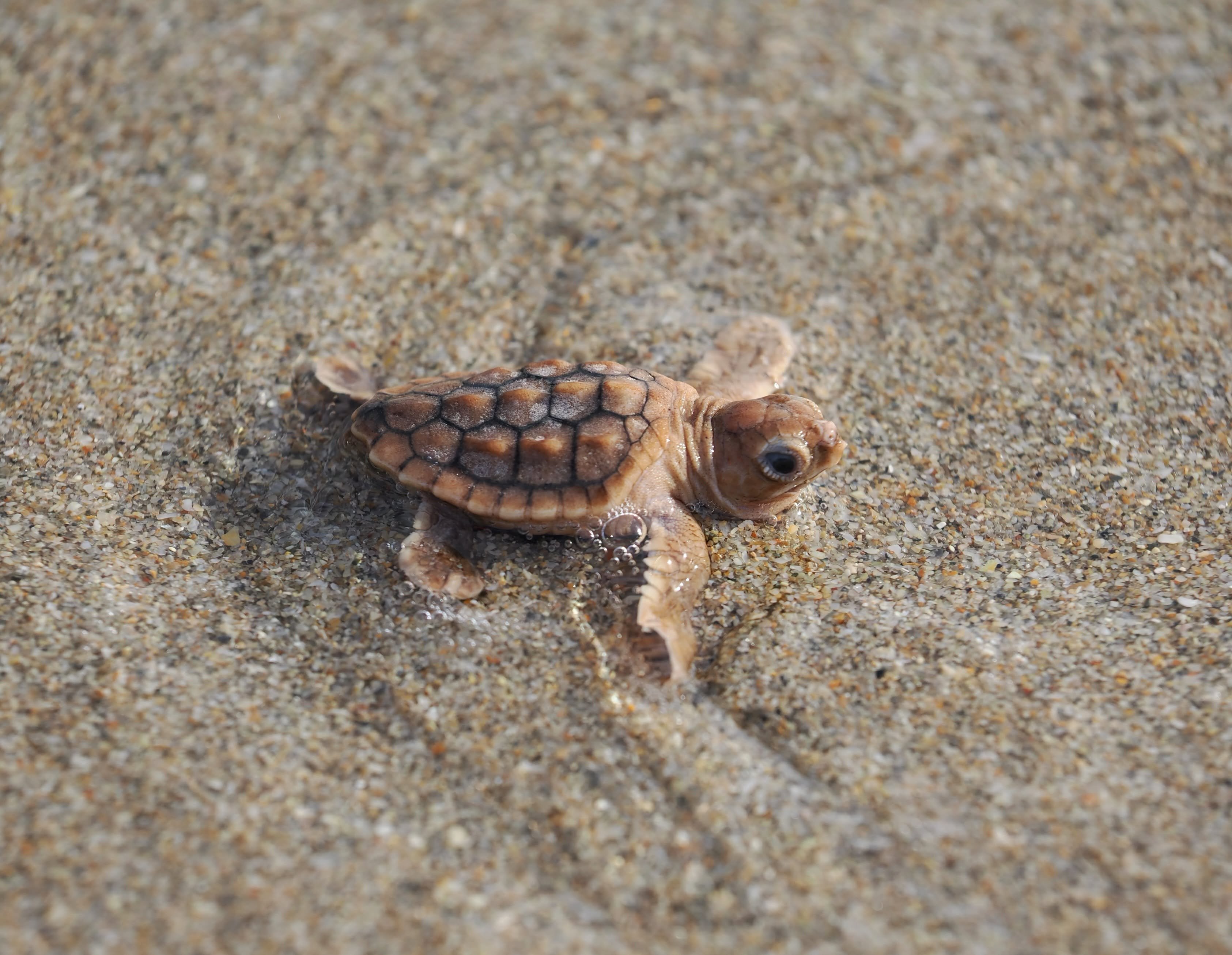 a sea turtle hatchling with subtle orange color on the sand