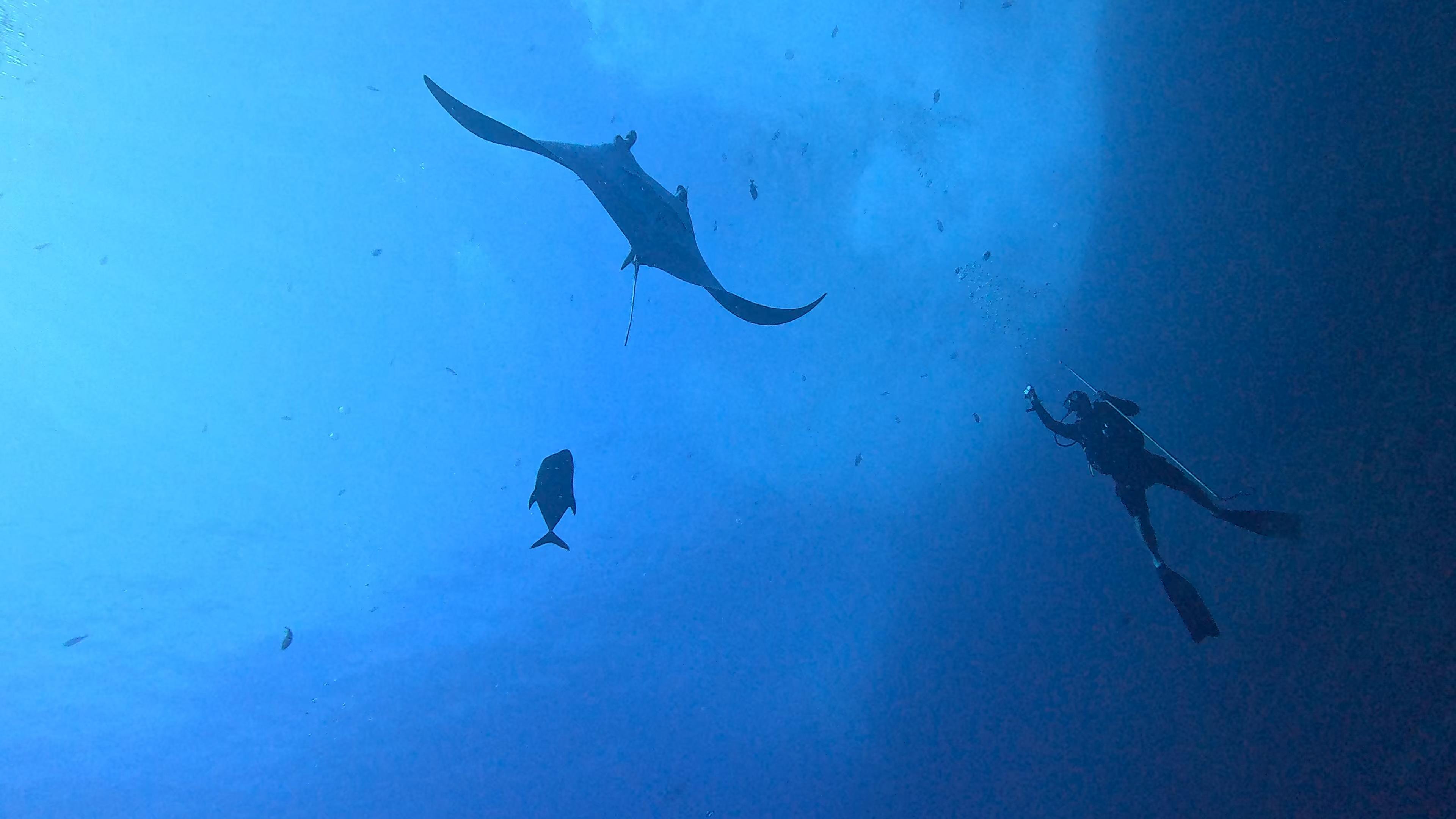 a manta ray swimming by a diver