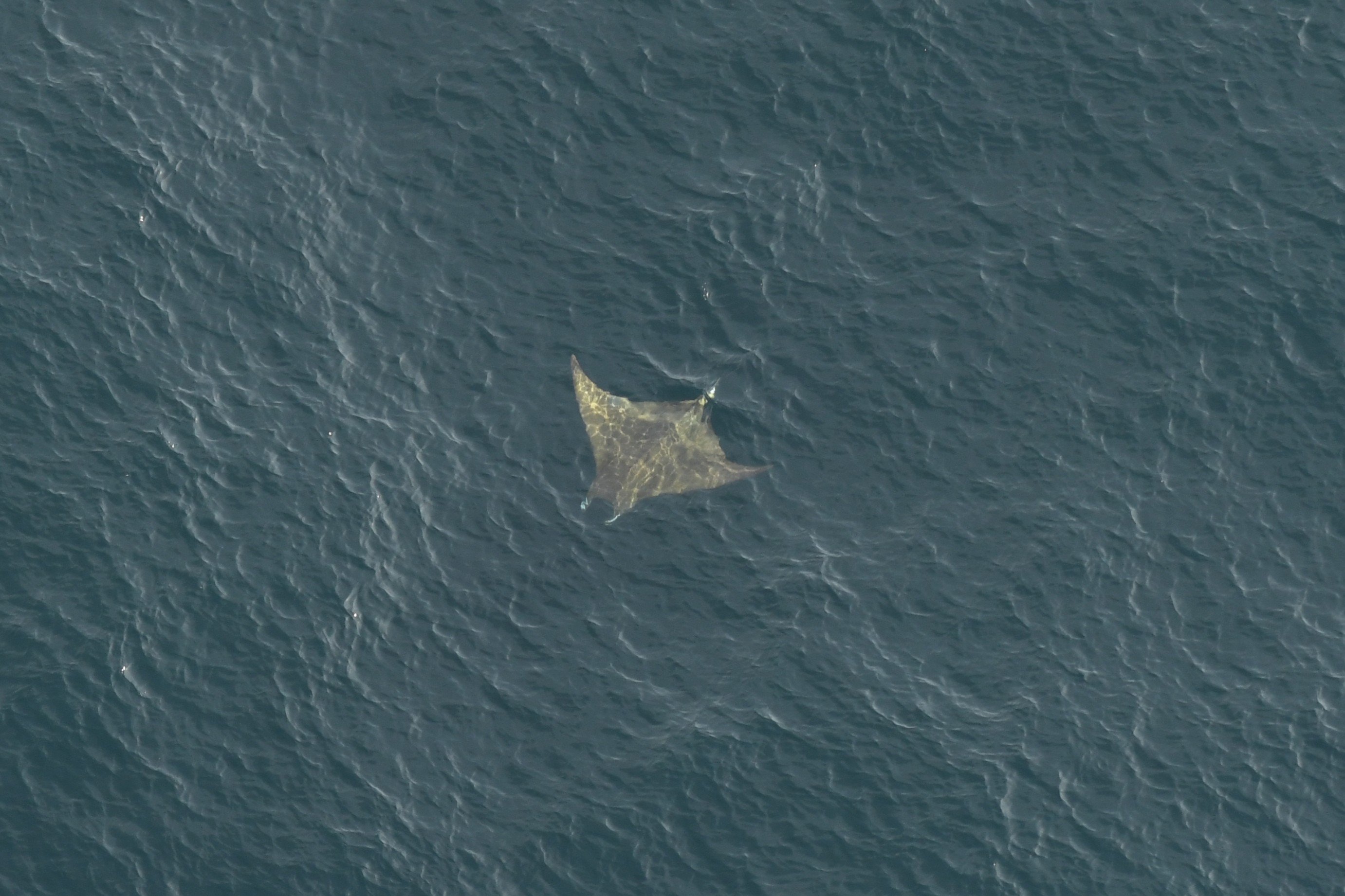a large devil ray swims in the ocean
