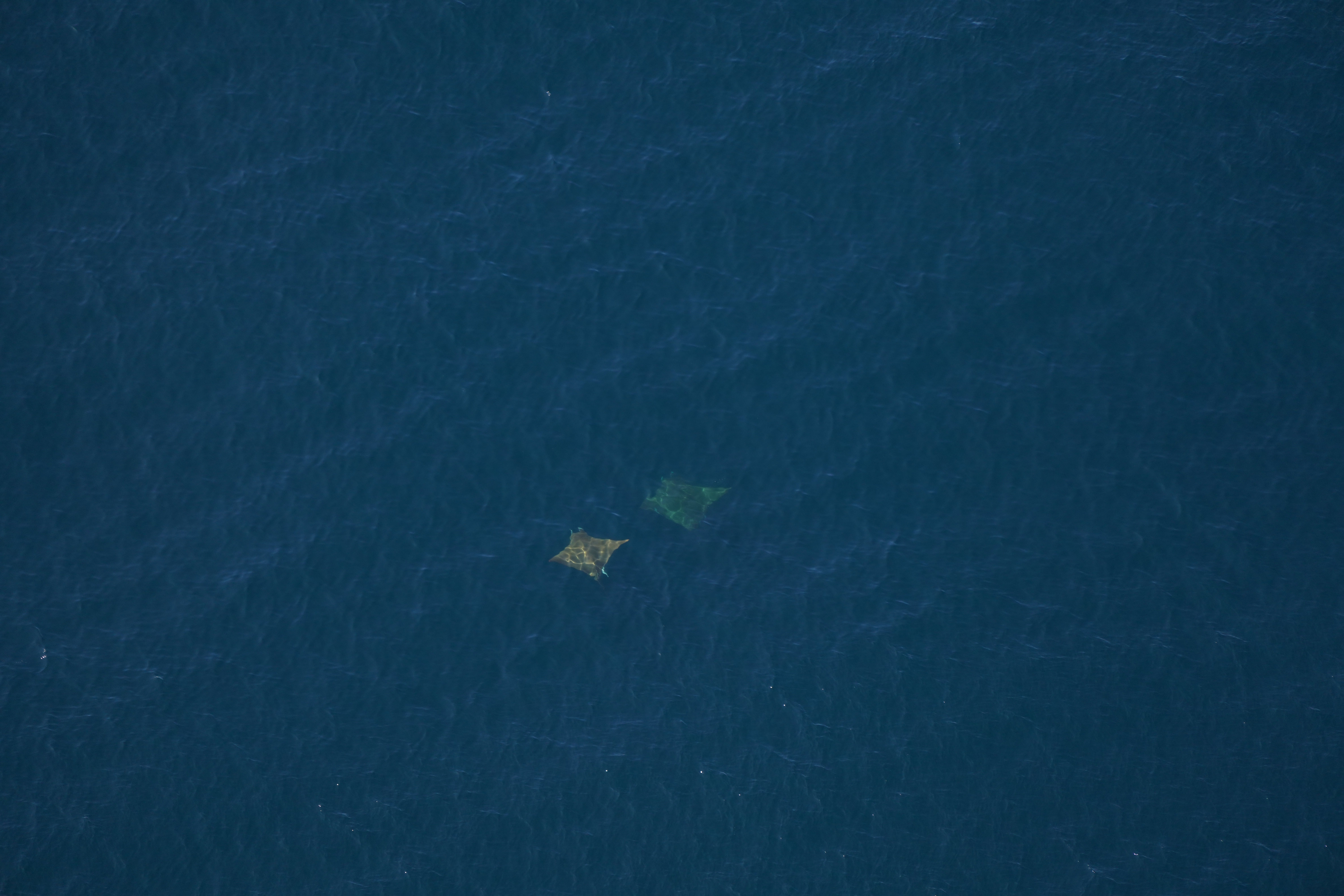 two large rays swimming in the ocean