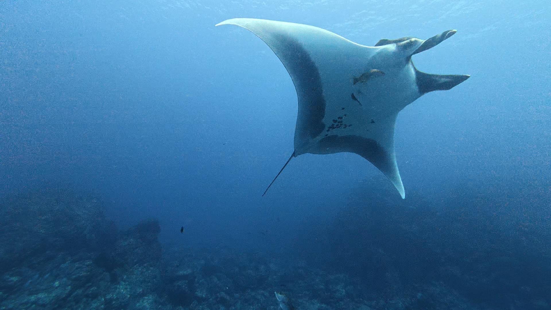 a manta ray swimming