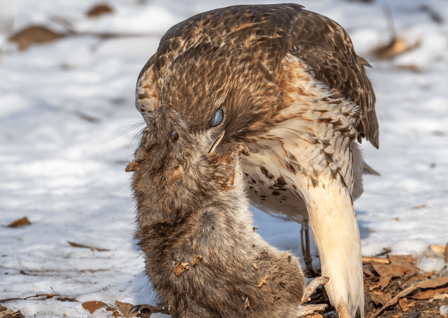 a hawk eating a rodent