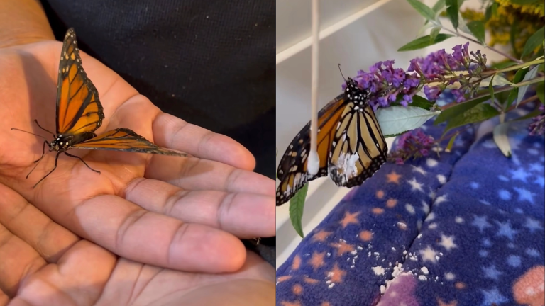 an orange and black butterfly in a human hand (left). a person uses a cotton swab to apply cornstarch to a butterfly's wings