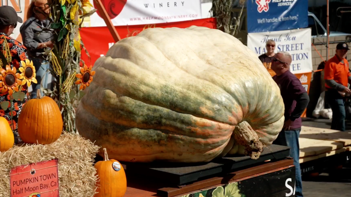 Rocky the pumpkin tops Safeway World Championship at 2,289 pounds