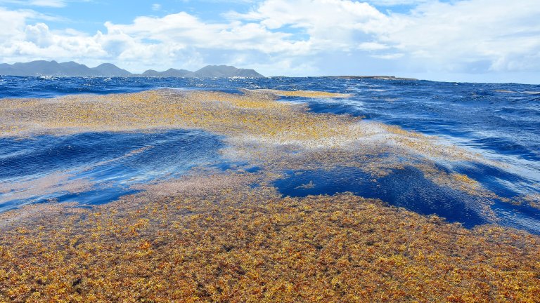 lots of clumped together seaweed floating in the ocean with islands in the distance.