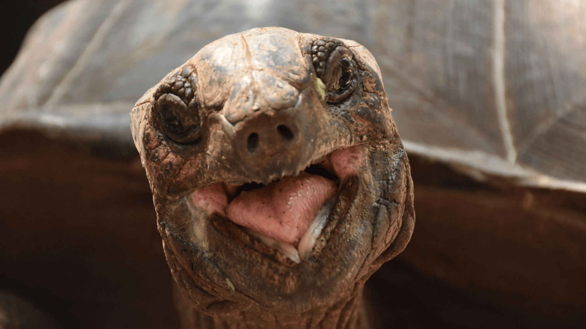 Giant tortoises now outnumber people in the Seychelles