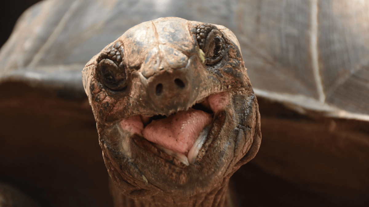Giant tortoises now outnumber people in the Seychelles