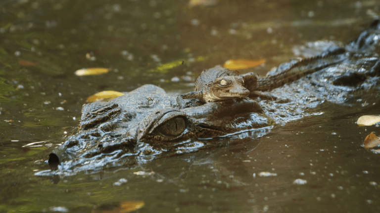 a small baby crocodile rides on top of an adult crocodile