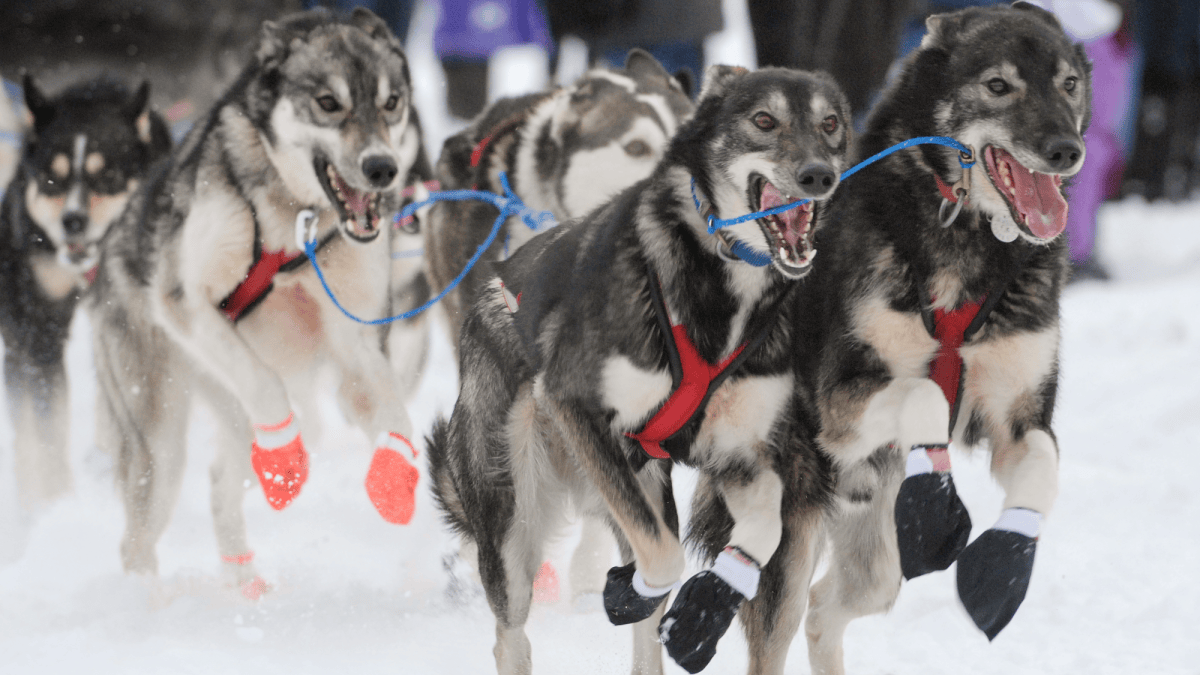 Sled dogs have shorter legs for a reason
