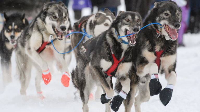 a team of six sled dogs running