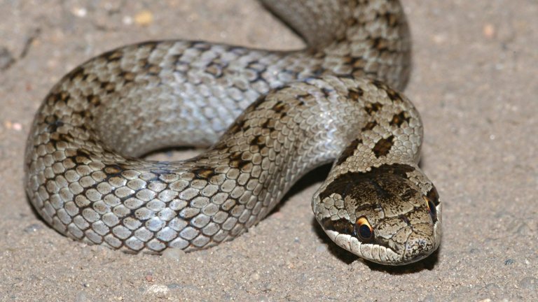 Close up of small tan snake with brown spots on back.