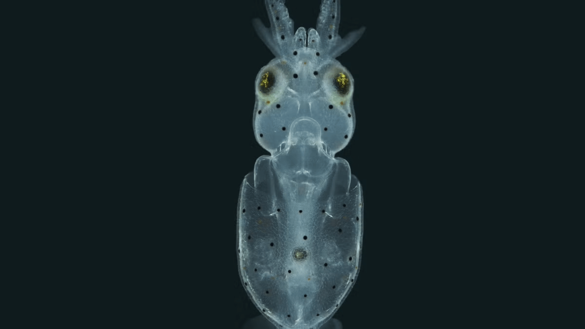 Squid are covered in little hairs like the ones in your ear