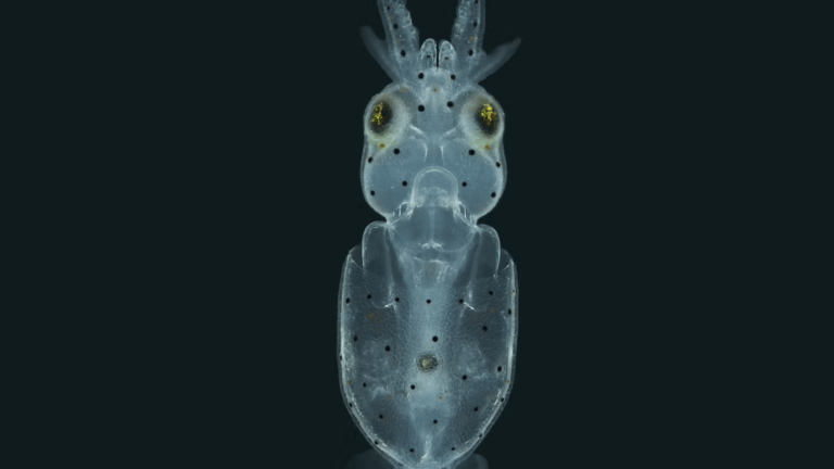 An image of a squid taken at the Marine Biological Laboratory in Woods Hole, Massachusetts, using light sheet microscopy.