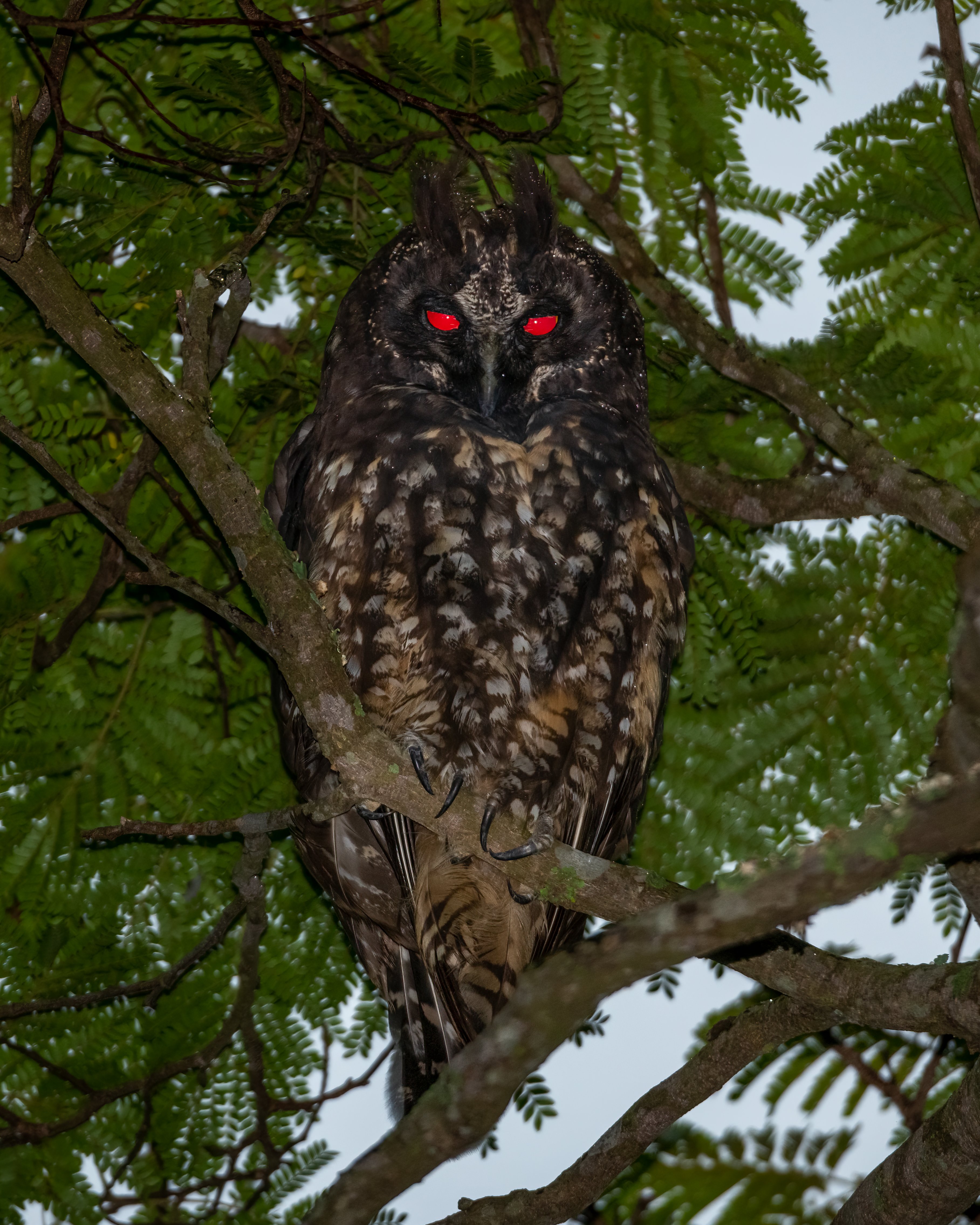 an owl with bright red eyes in a tree