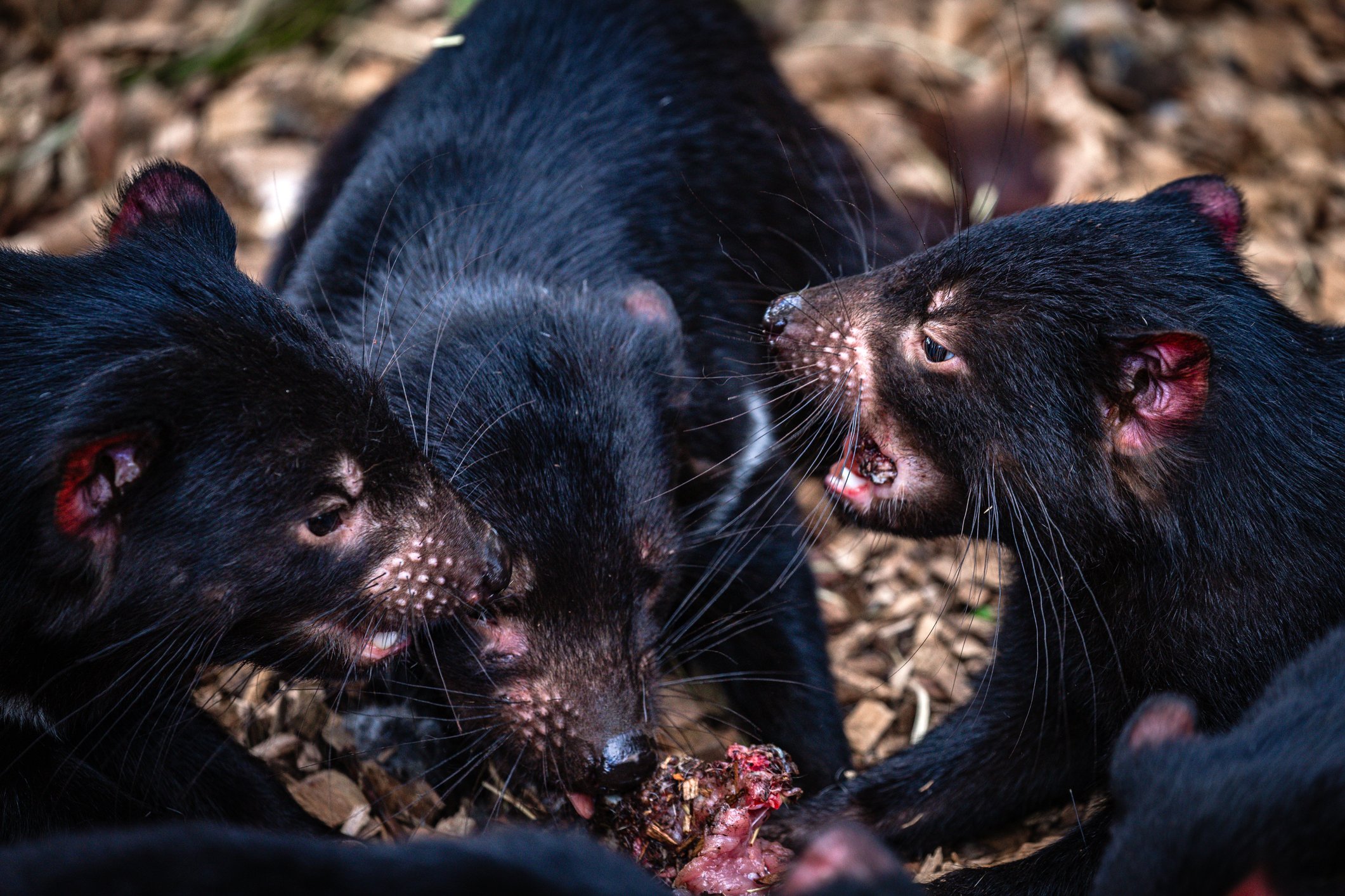 three Tasmanian devils fight over food
