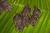 six small bats on a leaf