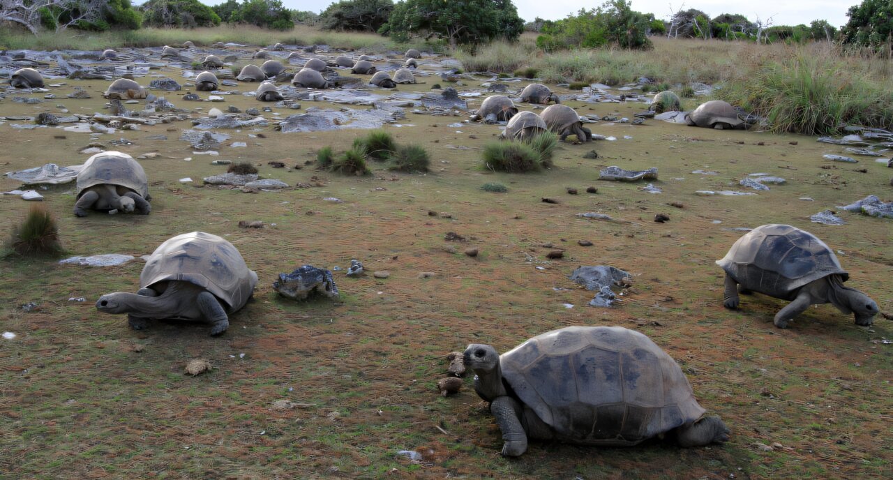 a group of giant tortoises on grass