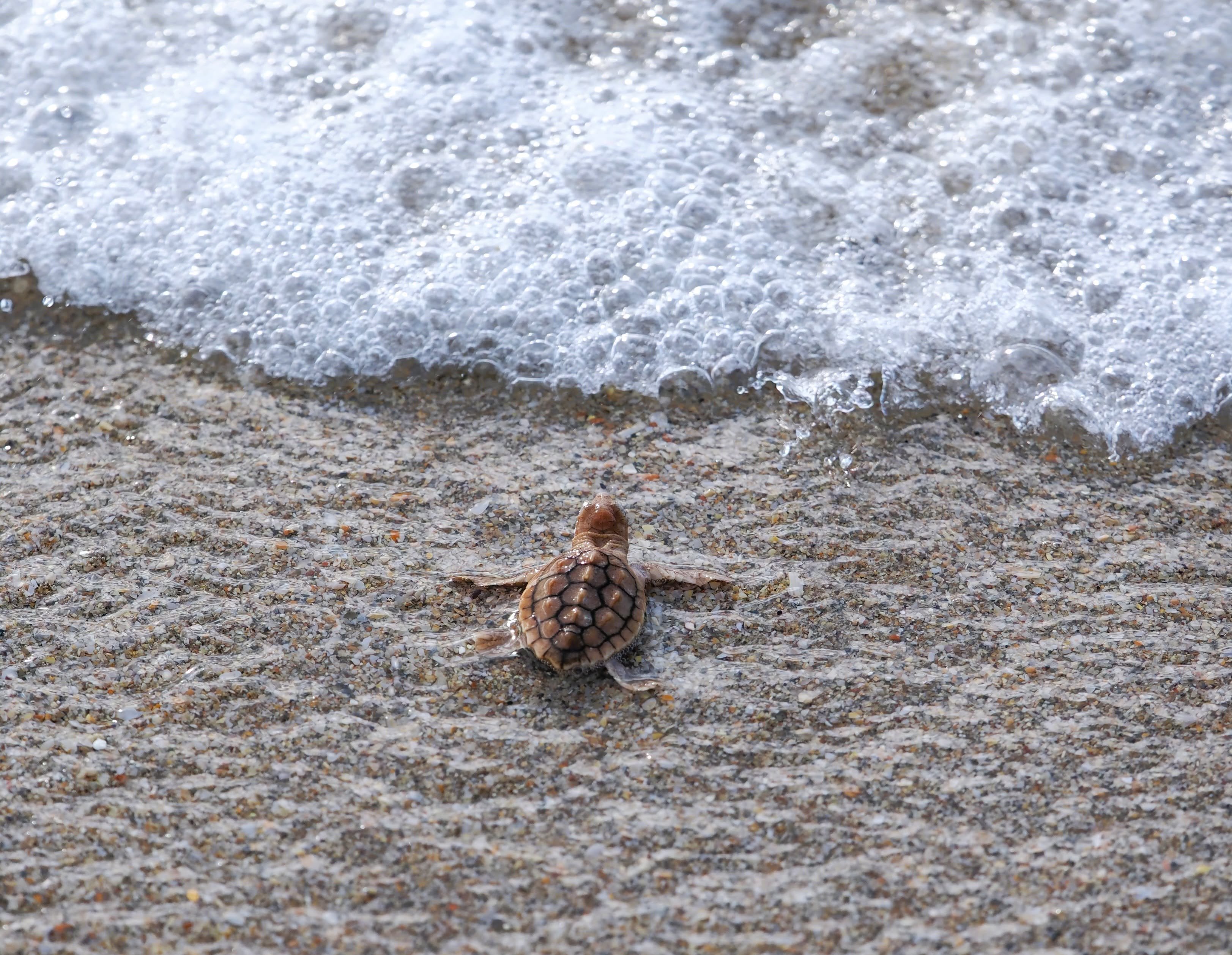 a turtle hatchling heading into the ocean