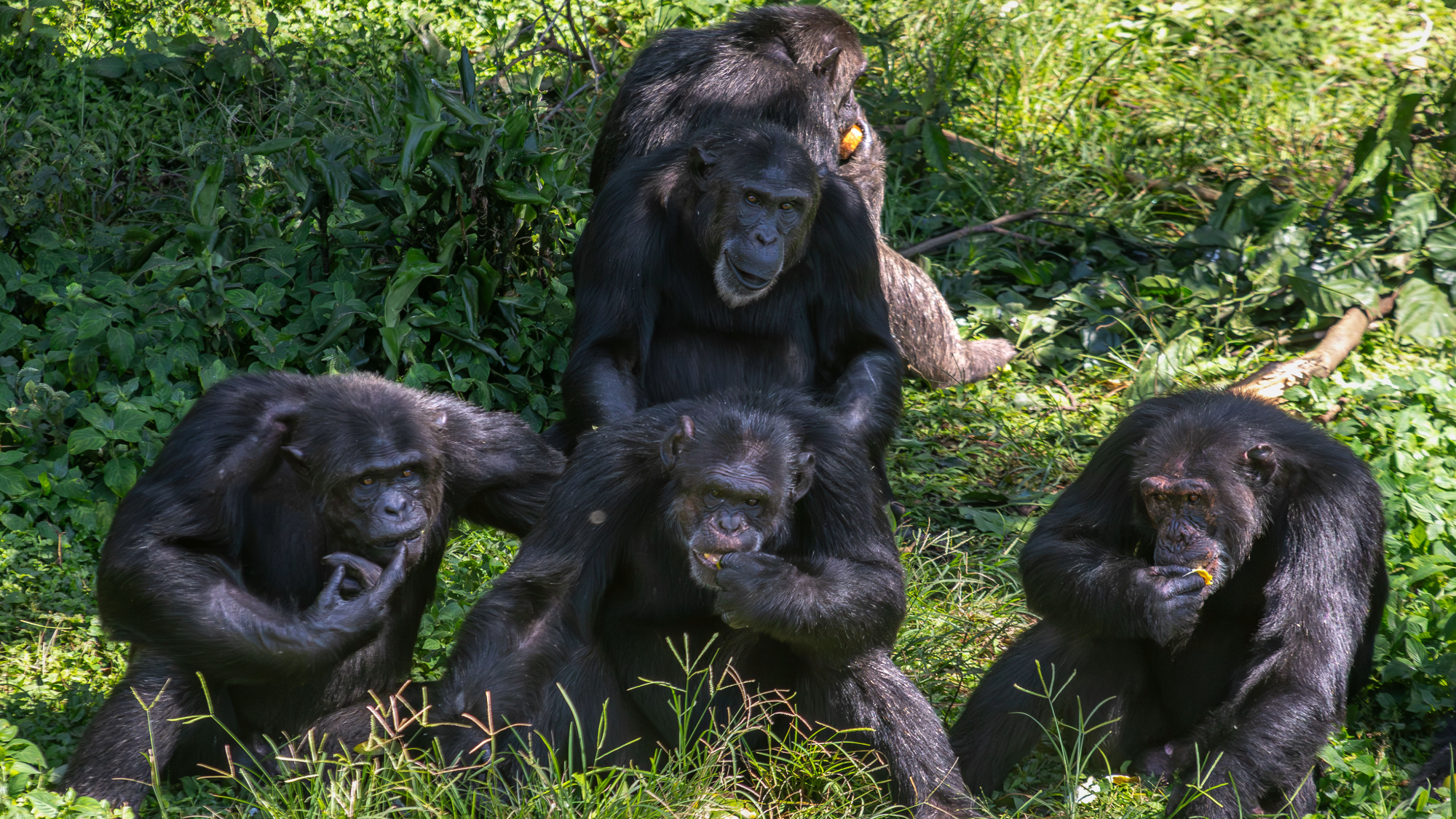 five chimpanzees eating together in tall grass