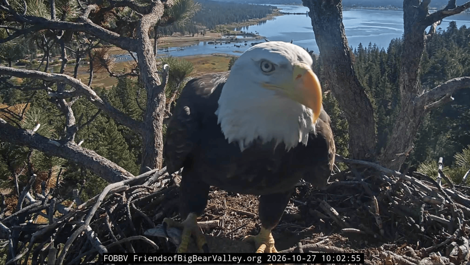 bald eagle looking at camera