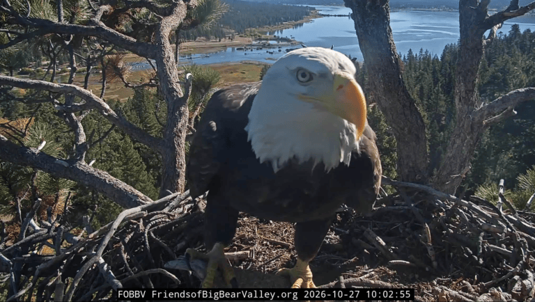 bald eagle looking at camera