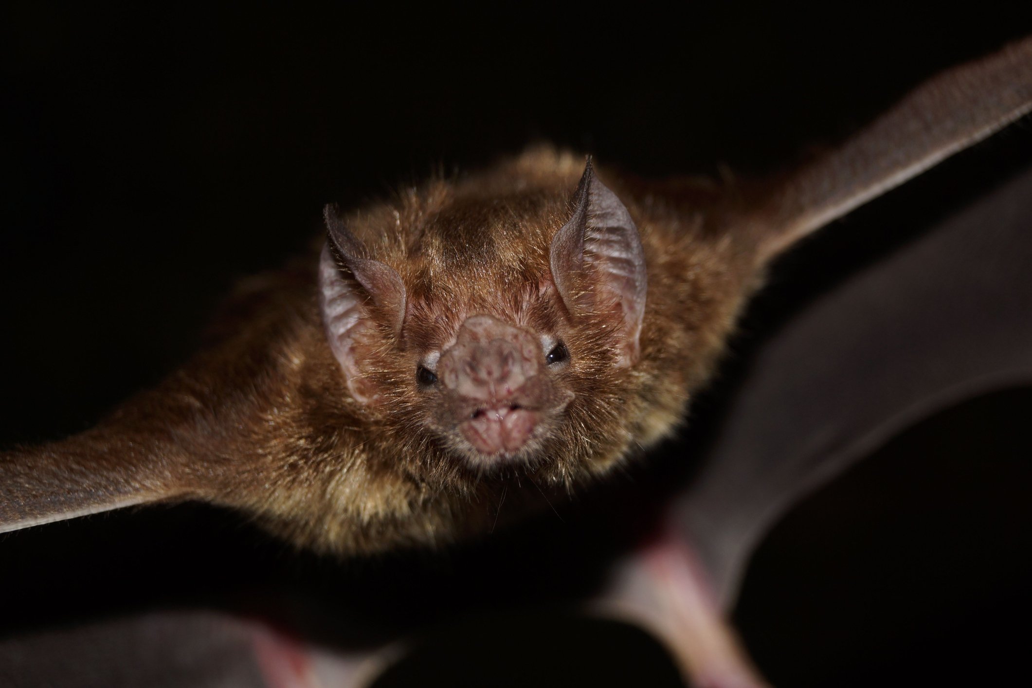 A closeup of a spooky common vampire bat