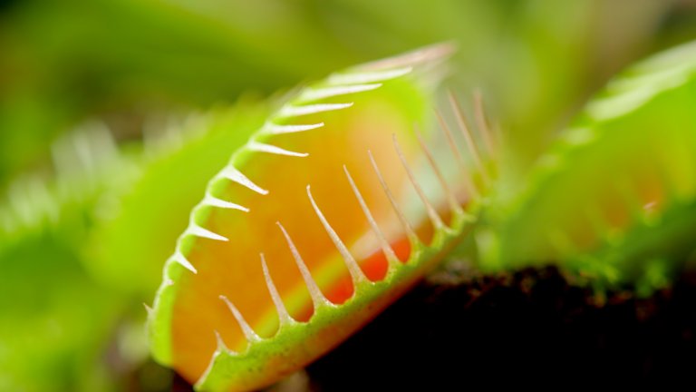close up of venus fly trap