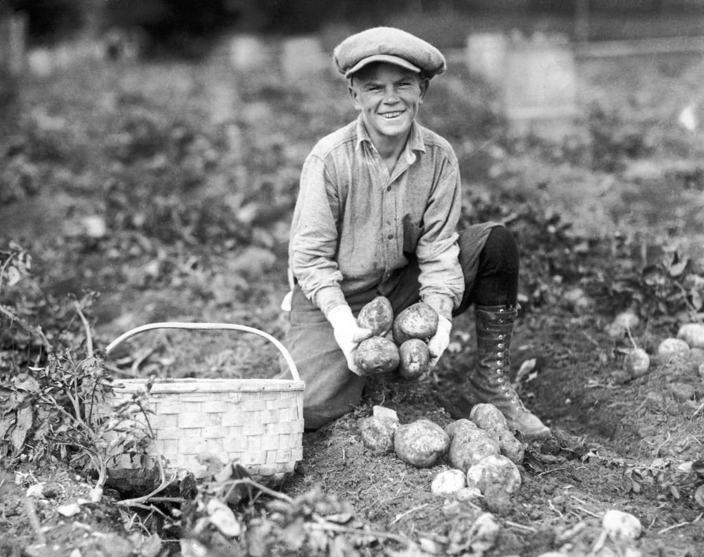 A young farm worker picks potatoes in Maine, circa 1935.