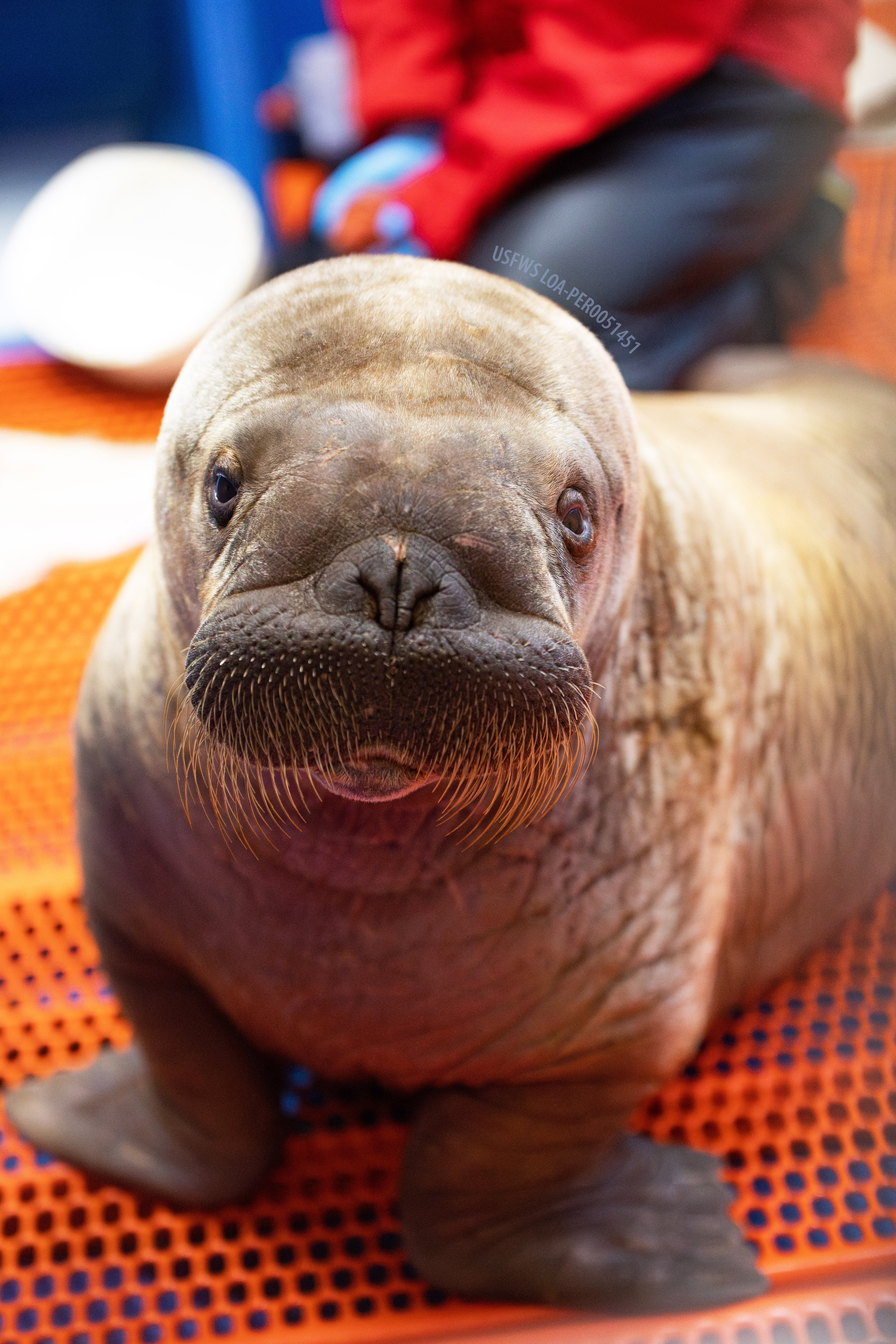 a walrus calf standing on an orange mat