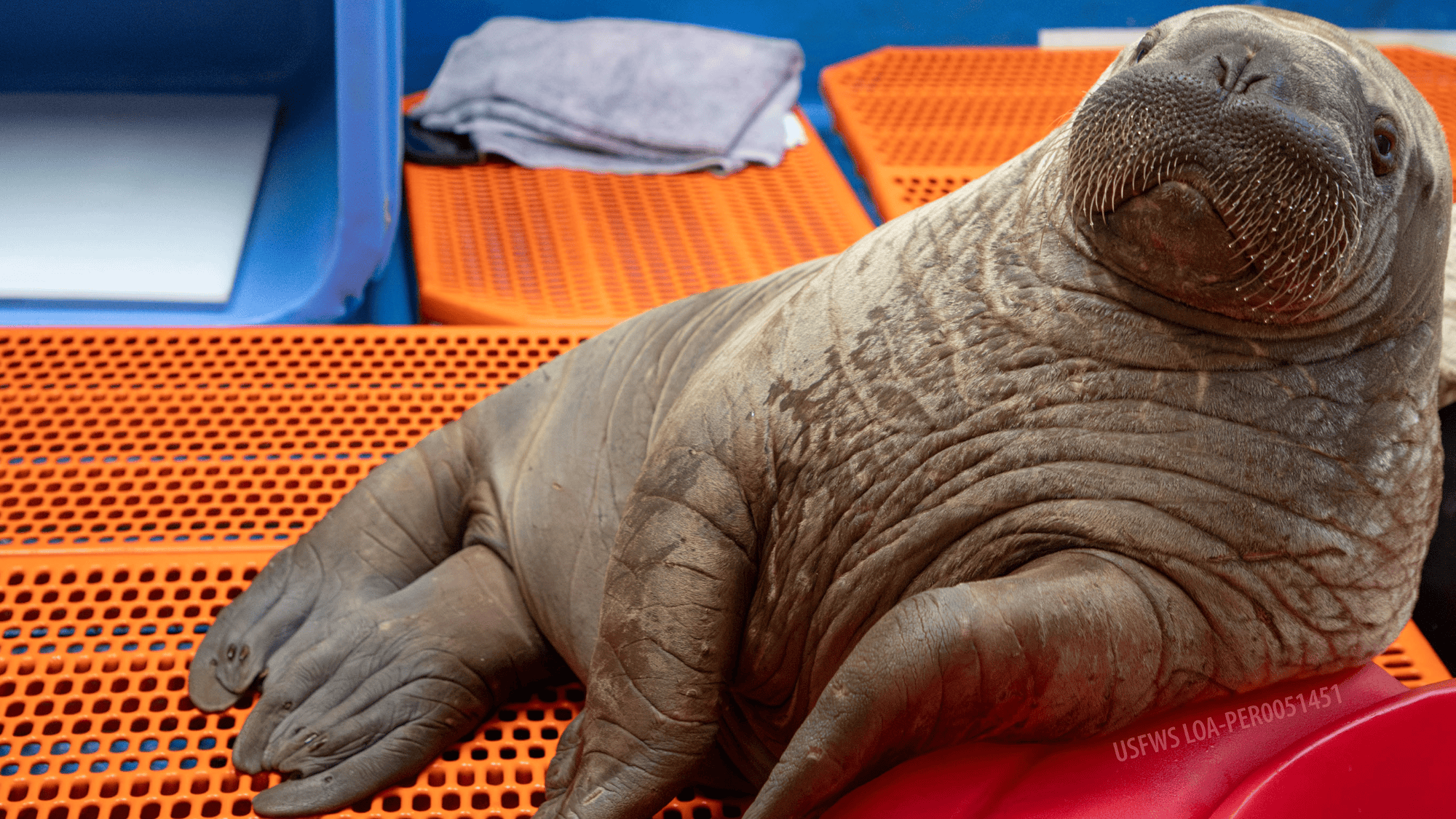 a walrus calf laying on an orange mat