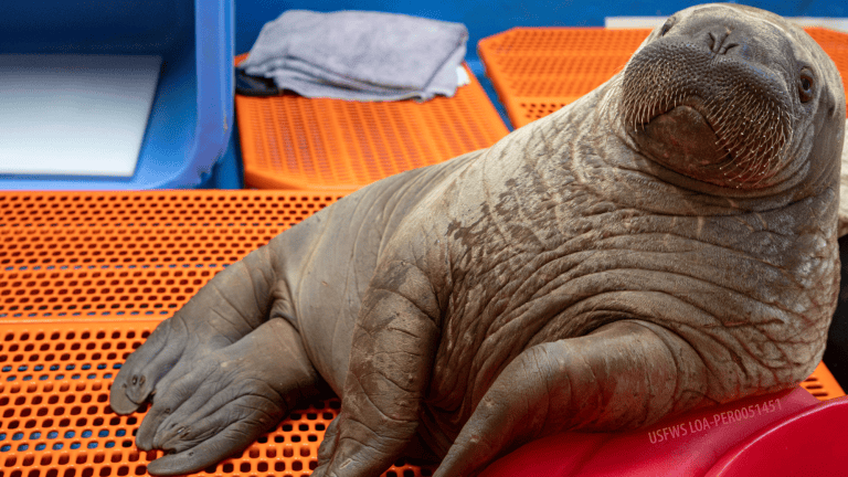 a walrus calf laying on an orange mat