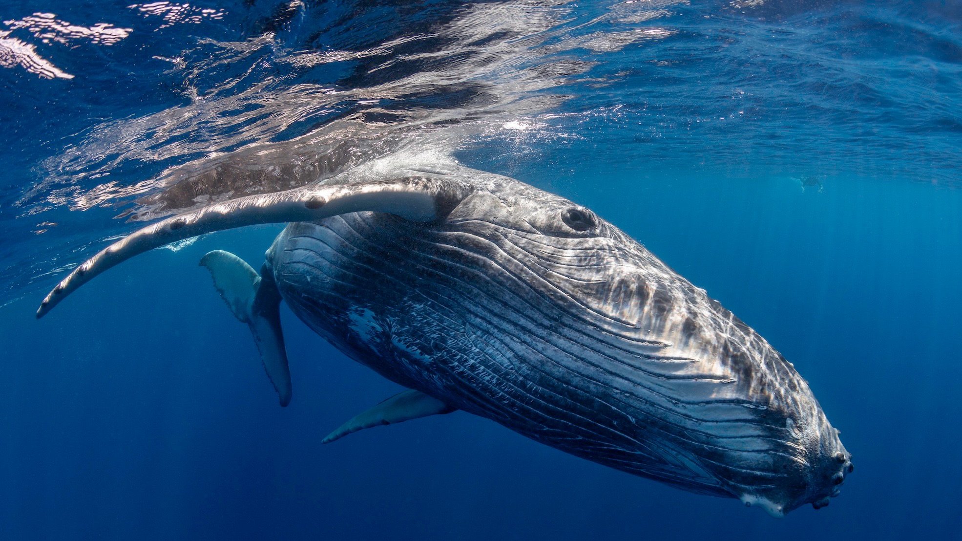 Whales can’t hear each other in the noisy ocean. This inventor has a solution 200 years in the making.