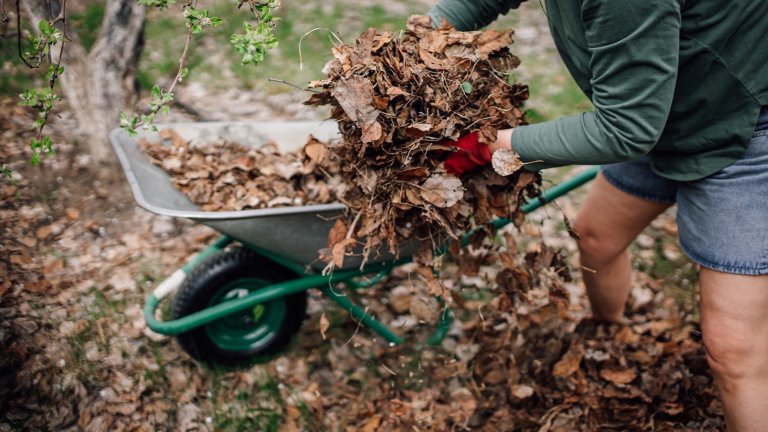 A person wearing work gloves gathers dried leaves into a wheelbarrow, emphasizing autumn gardening and yard maintenance within an outdoor environment.