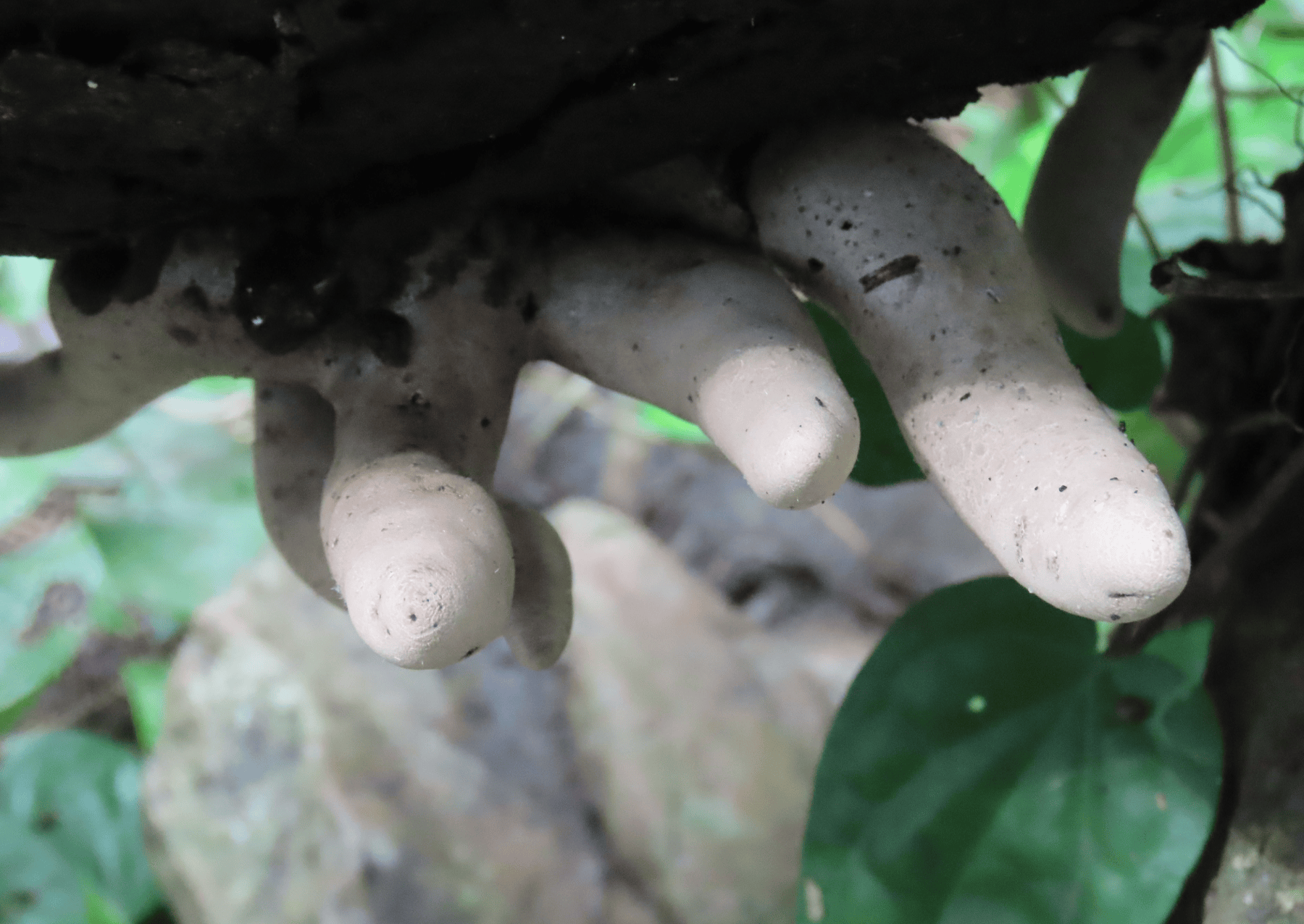 a white fingus that looks like a hand