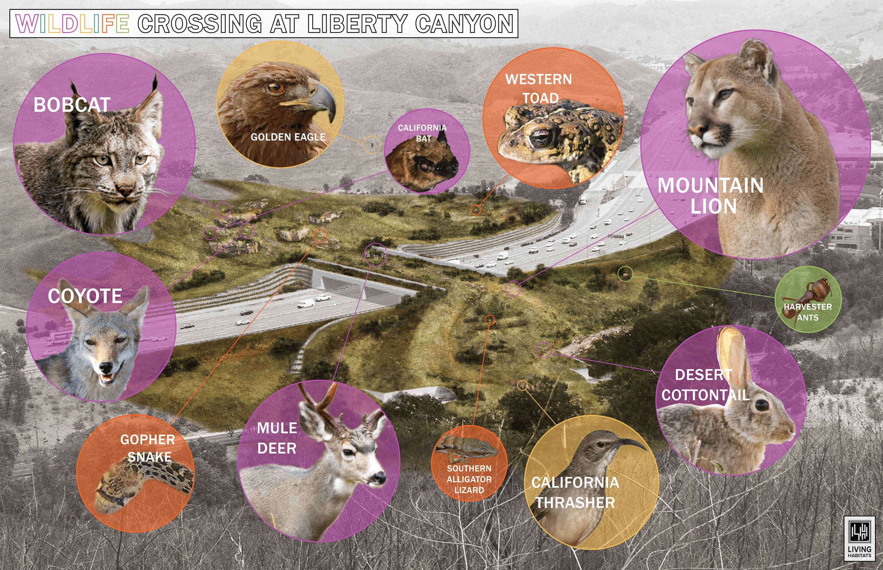an illustration of a wildlife crossing over a busy multi-lane highway showing what animals will use it. they include coyotes, mule deers, southern alligator lizards, california thrashers, desert cottontails, harvester ants, mountain lions, western toads, california bats, golden eagles, and bobcats