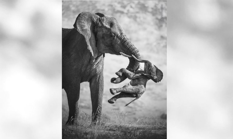 adult elephant carries dead calf