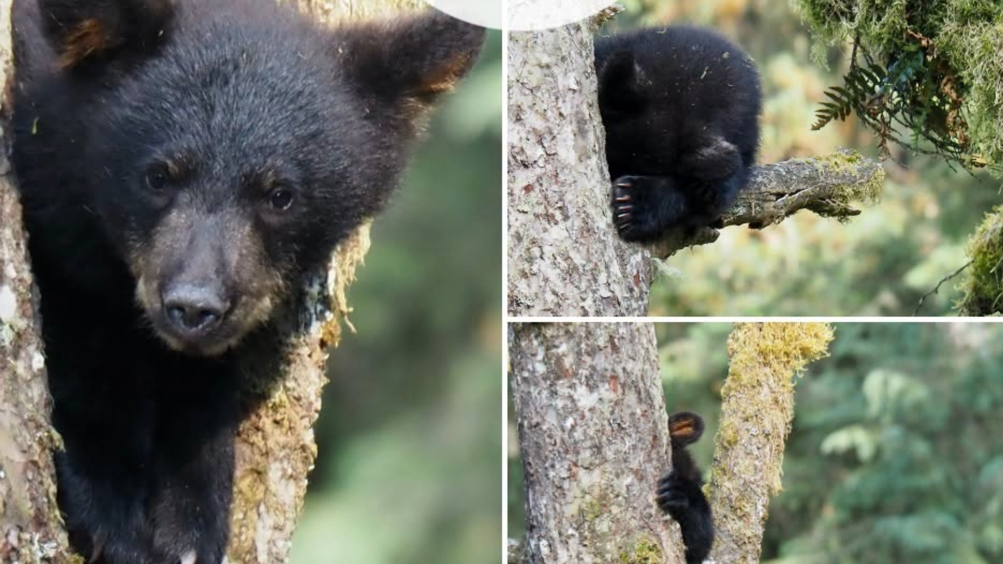 Silly bear cub wins award for being terrible at hide-and-seek